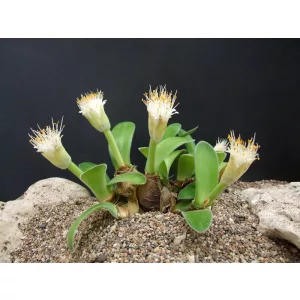 Haemanthus pauculifolius