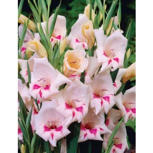 Gladiolus nanus Carine - Törpe kardvirág