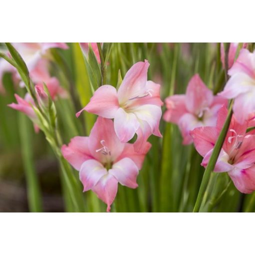 Gladiolus tubergenii Charming Beauty (10/+) - Kardvirág