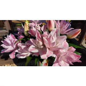 Lilium Double Diamond - Liliom