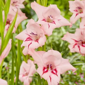 Gladiolus nanus Summer Love - Törpe kardvirág