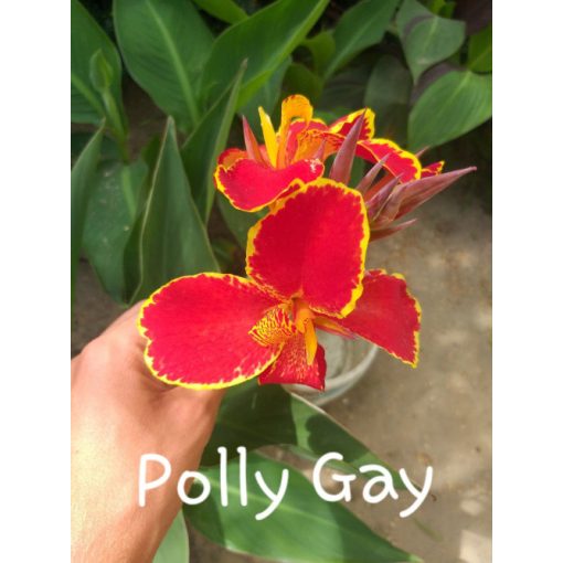 Canna Polly Gay (I.) - Kannavirág