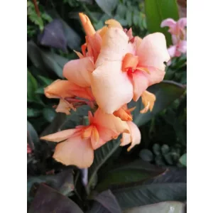 Canna Caprice (I.) - Kannavirág
