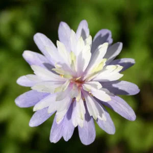 Anemone apeninna Endre - Szellőrózsa