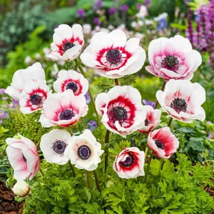 Anemone coronaria Duet - Koronás szellőrózsa