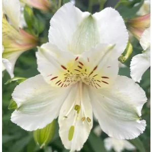 Alstroemeria Magic White (I.) - Inkaliliom
