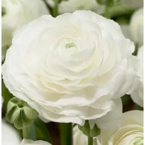 Ranunculus ELEGANCE® Bianco (4/+) - Ázsiai boglárka