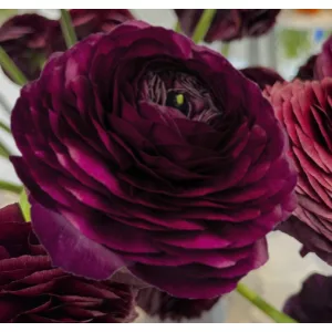 Ranunculus ELEGANCE® Nero (4/+) - Ázsiai boglárka