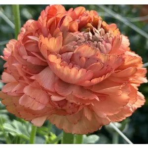   Ranunculus ELEGANCE® Pastello Striato (4/+) - Ázsiai boglárka