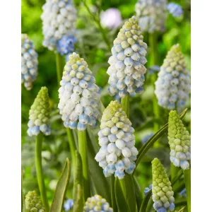 Muscari Alaska (7/+) - Fürtös gyöngyike