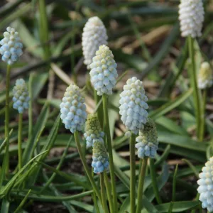 Muscari armeniacum White Pearl (7/+) - Fürtös gyöngyike