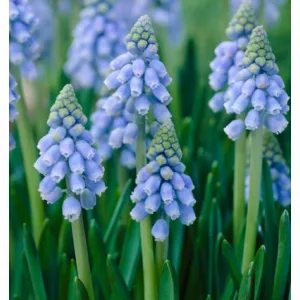 Muscari Atlantic (5/+) - Fürtös gyöngyike