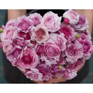 Ranunculus Amandine Purple Jean (4/+) - Ázsiai boglárka