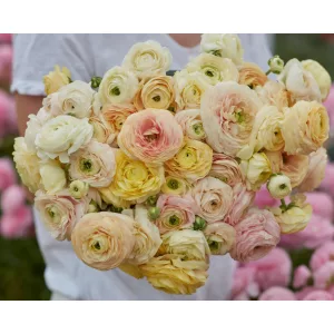Ranunculus Amandine Wedding Pastel (4/+) - Ázsiai boglárka