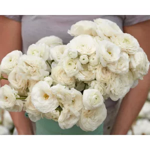 Ranunculus Amandine White (4/+) - Ázsiai boglárka