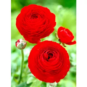 Ranunculus Elegance Rosso (4/+) - Ázsiai boglárka