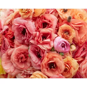 Ranunculus Friandine Salmon (4/+) - Ázsiai boglárka