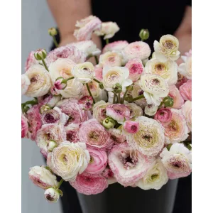 Ranunculus Friandine White Picotee (4/+) - Ázsiai boglárka