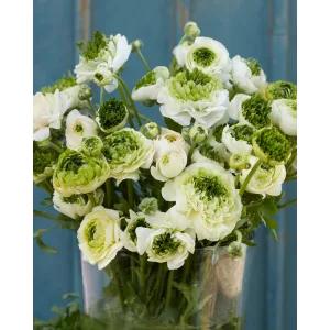 Ranunculus Super Green White (4/+) - Ázsiai boglárka