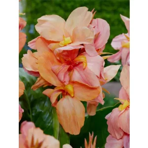 Canna Apricot Frost (I.) - Kannavirág