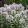 Phlox paniculata Europe - Bugás lángvirág