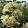 Phlox paniculata Sherbet Blend - Bugás lángvirág