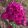Phlox paniculata The King - Bugás lángvirág