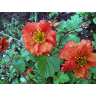 Gyömbérgyökér (Geum)