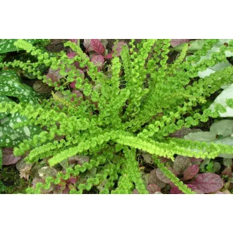 Hölgypáfrány (Athyrium)