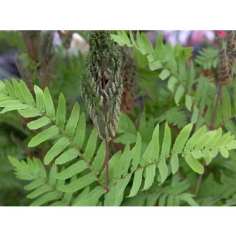 Királypáfrány (Osmunda)