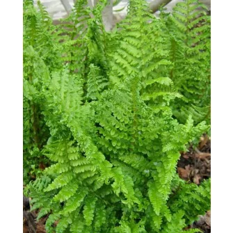 Pajzsika (Dryopteris)