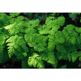 Tölgyespáfrány (Gymnocarpium)