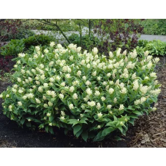 Hamis salamonpecsét (Smilacina)