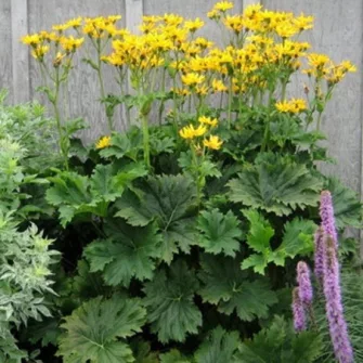 Hamuvirág (Ligularia)