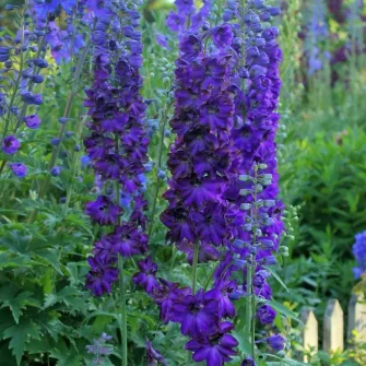 Szarkaláb (Delphinium)