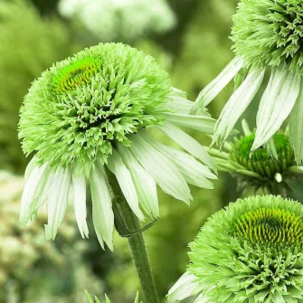 Kasvirág (Echinacea)