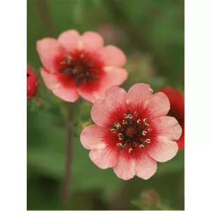 Potentilla nepalensis Twinkling Star - Pimpó