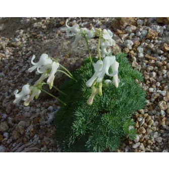 Szívvirág (Dicentra)
