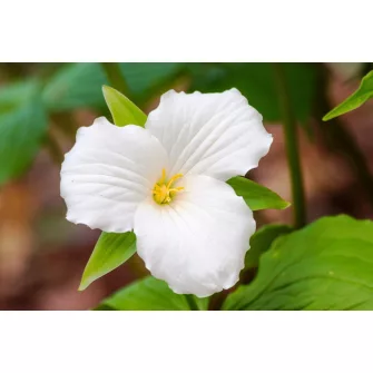 Hármaslevél (Trillium)