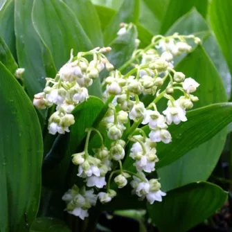 Gyöngyvirág (Convallaria)