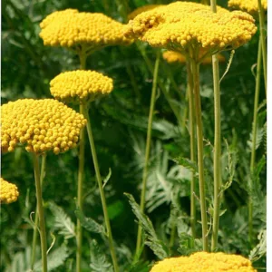 Achillea Coronation Gold - Cickafark