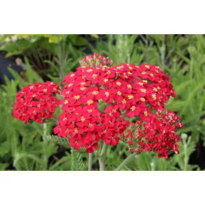 Achillea millefolium Paprika - Közönséges cickafark
