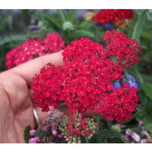 Achillea millefolium Red Velvet - Közönséges cickafark