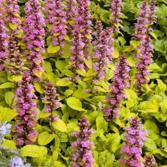 Ínfű (Ajuga)