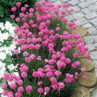 Homokhúr (Arenaria)