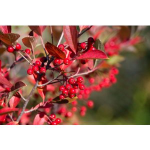 Aronia arbutifolia Brilliant - Piros berkenye