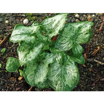 Kontyvirág (Arum)