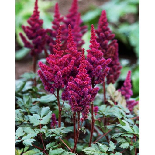 Astilbe chinensis Vision in Red - Tollbuga