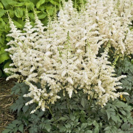 Astilbe chinensis Visions in White - Tollbuga