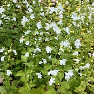 Calamintha nepeta Marvelette White - Pereszlény